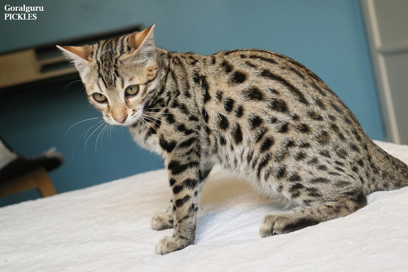 male bengal